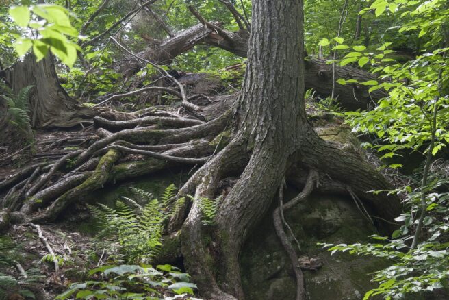 Kuvassa vanha puu, jolla on suuri ja näkyvä juurakko