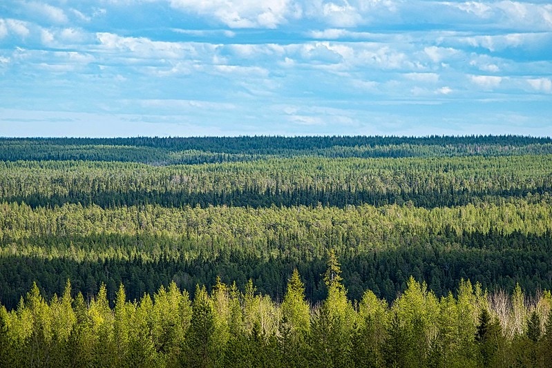 suomalainen metsä