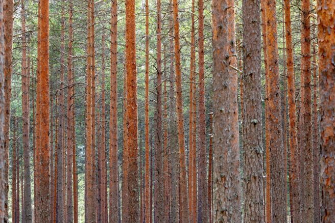 Suomalainen talousmetsä, jossa tihesäti puunrunkoja.